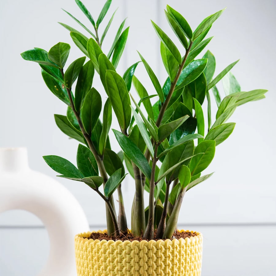 Zamia ZZ Plant