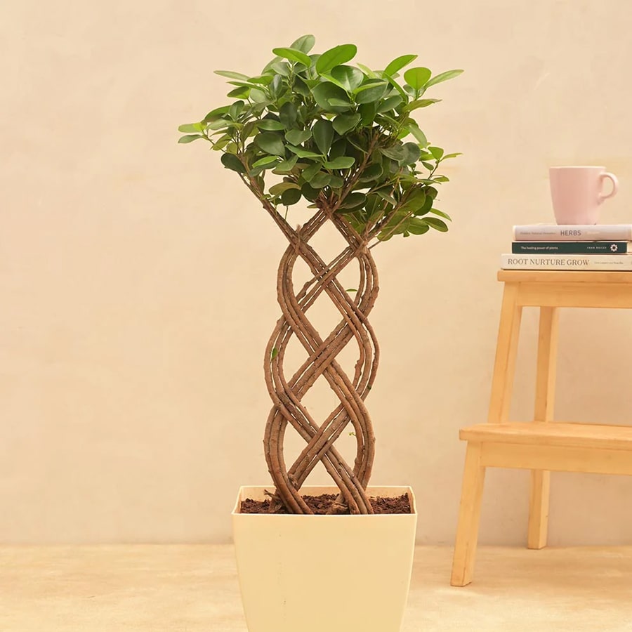 Netted Ficus Tree